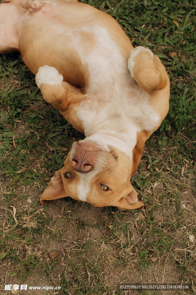 躺地卖萌的可爱狗狗