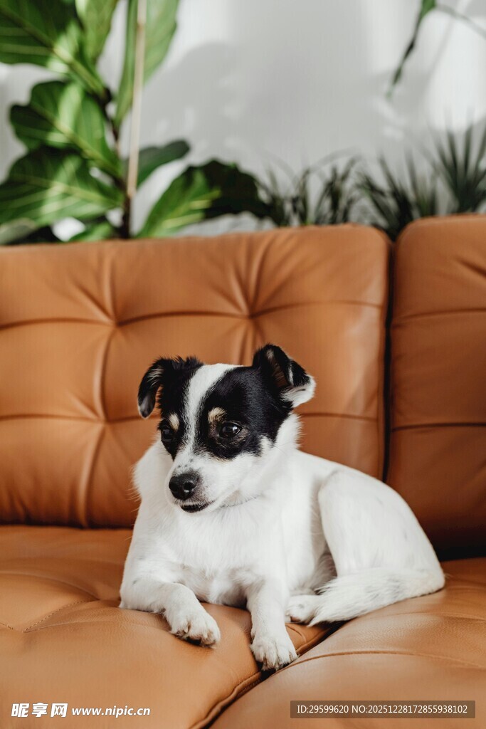 沙发上的可爱黑白小狗狗