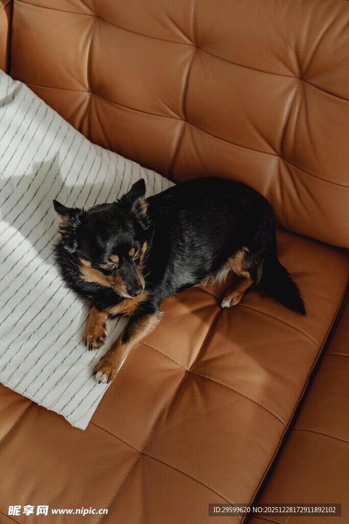 小狗惬意躺沙发枕头上