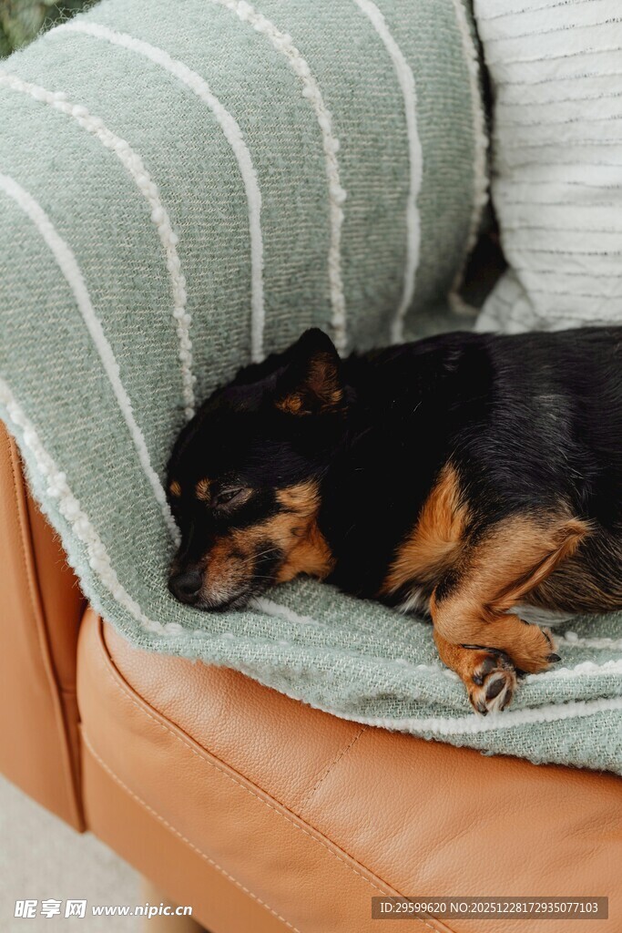 小狗惬意躺沙发