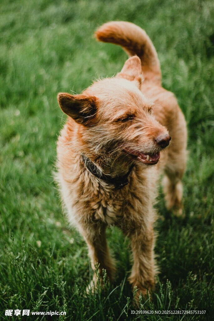 草地上欢快的棕色小狗