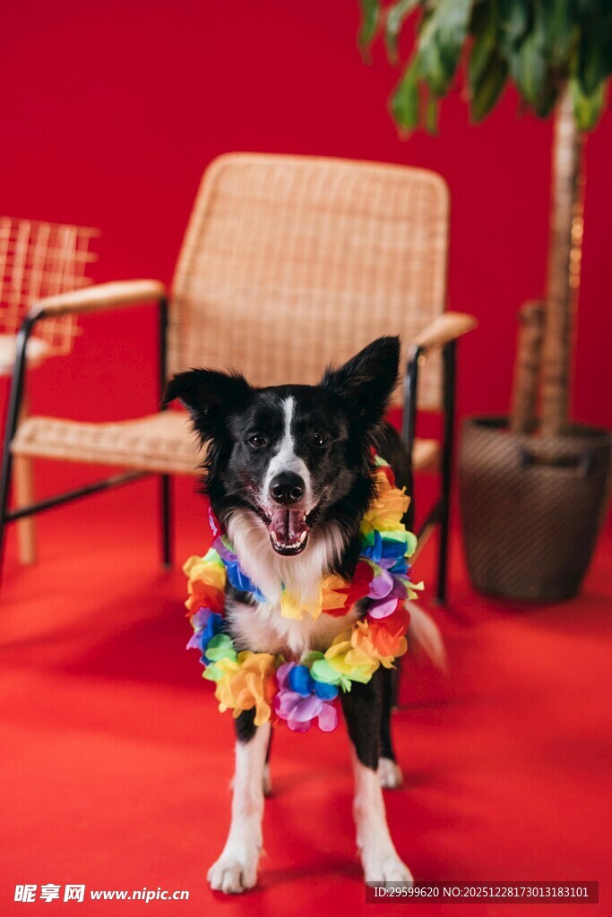 戴花环的可爱狗狗