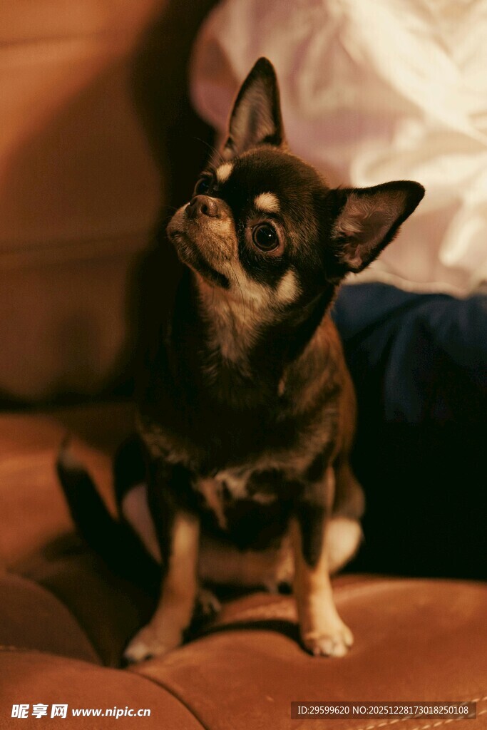 可爱吉娃娃抬头望