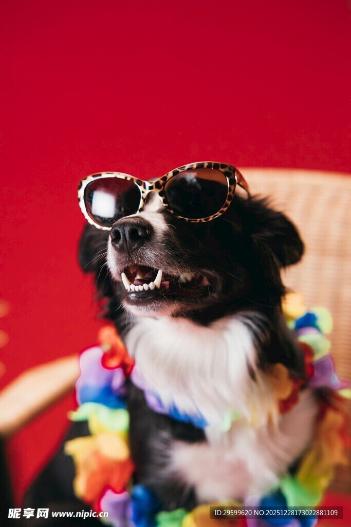 时尚狗狗戴墨镜戴花环