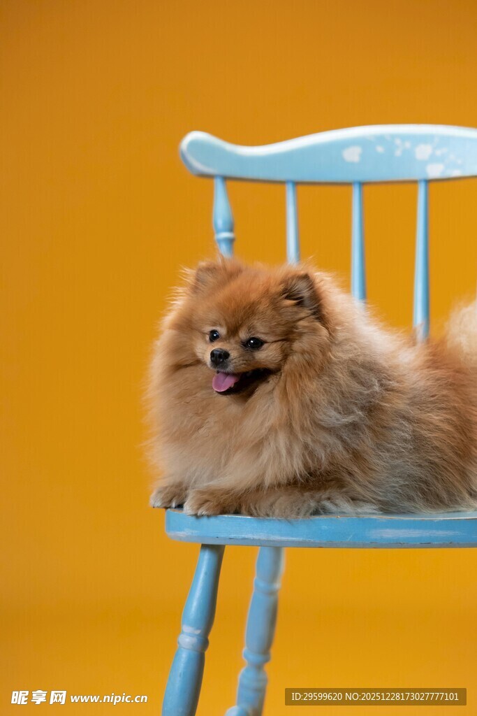 蓝椅上的可爱博美犬