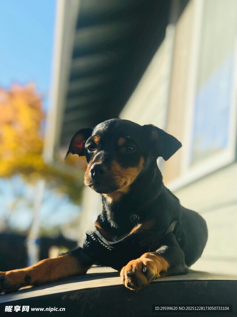 可爱小狗趴在户外