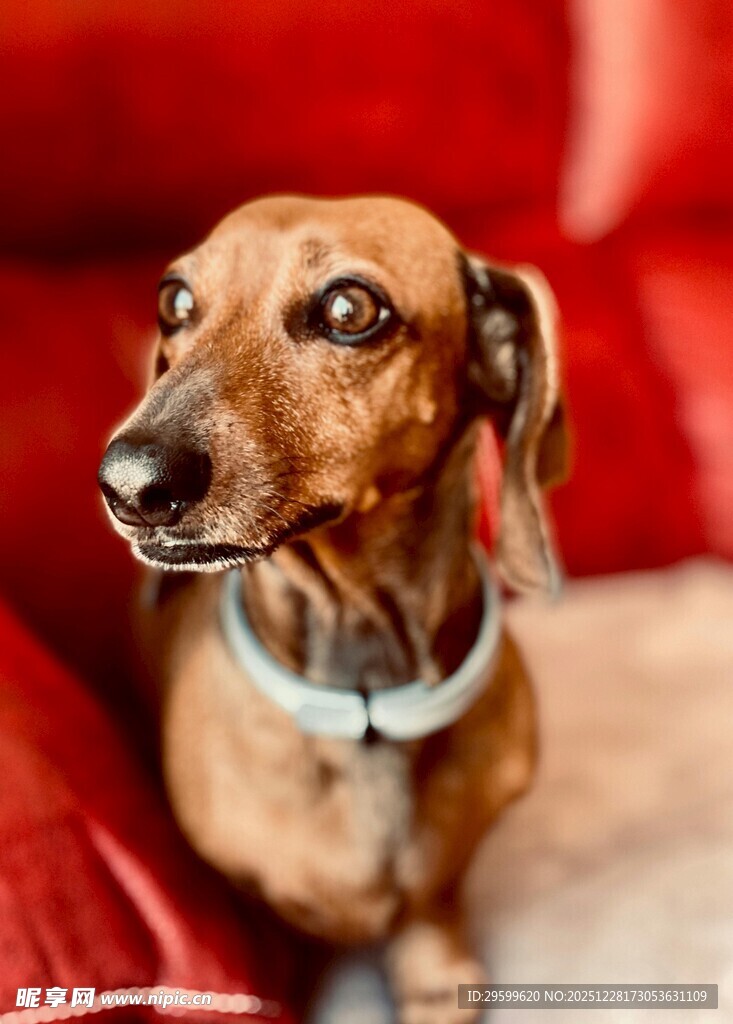 可爱腊肠犬惬意坐于红沙发