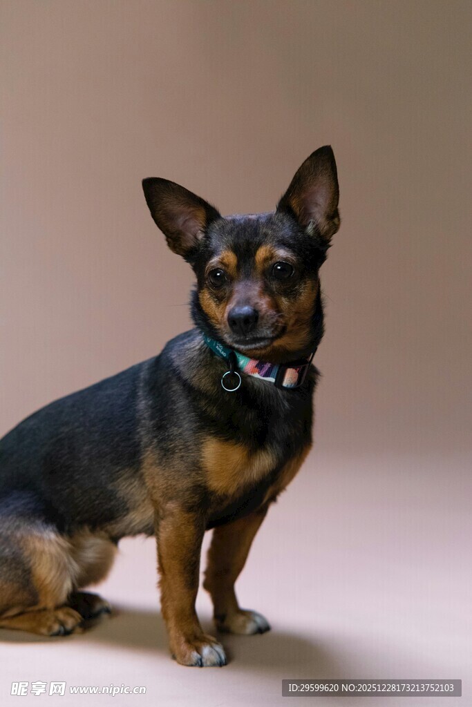 可爱小狗狗静态特写