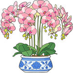 蓝白瓷盆中的粉色蝴蝶兰花
