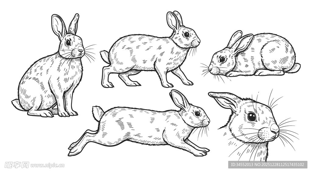 兔子线稿图