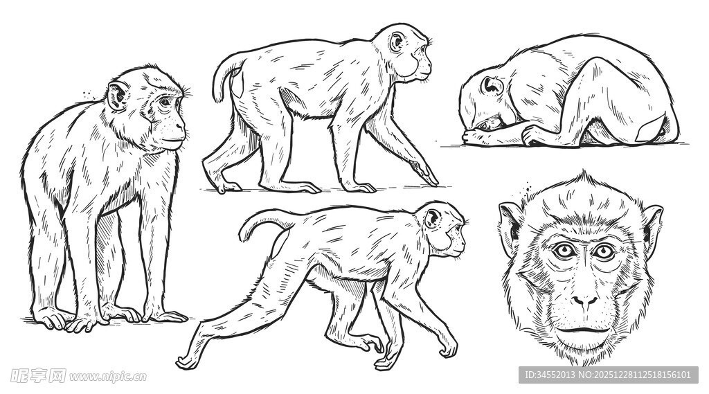 猴子线稿