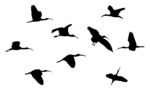 群鸟剪影