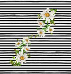 黑白条纹上的清新花卉图案