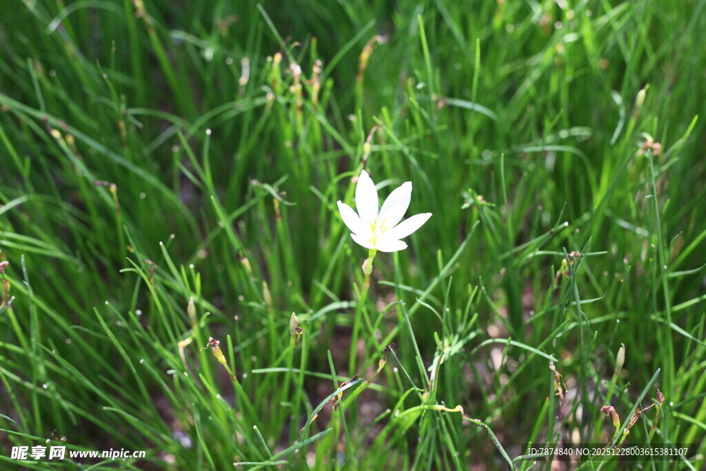 草丛中的白色小花