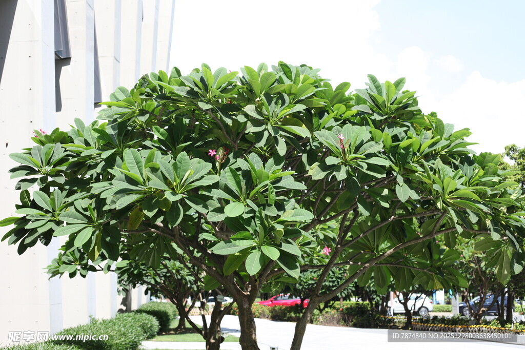 绿叶繁茂的街道景观树