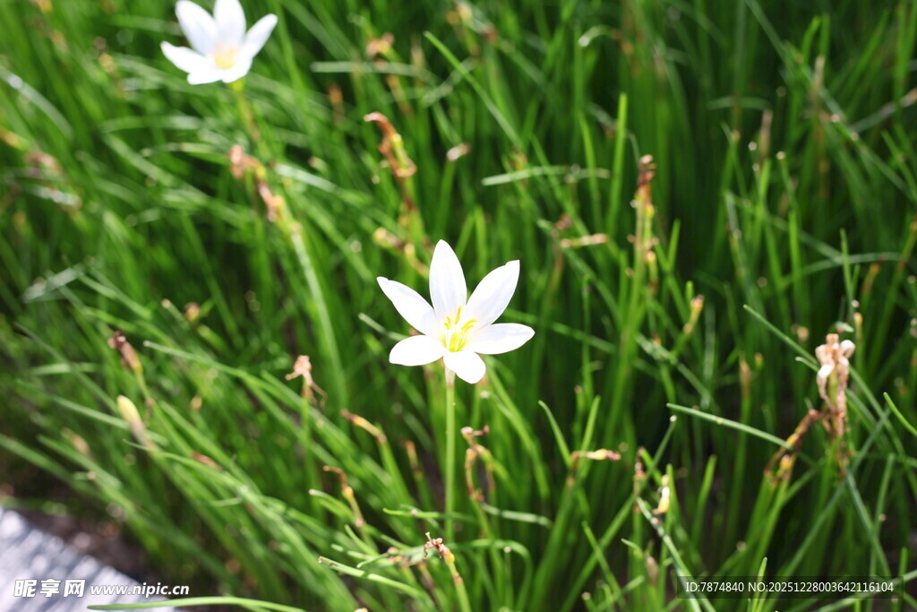 草丛中的白色小花