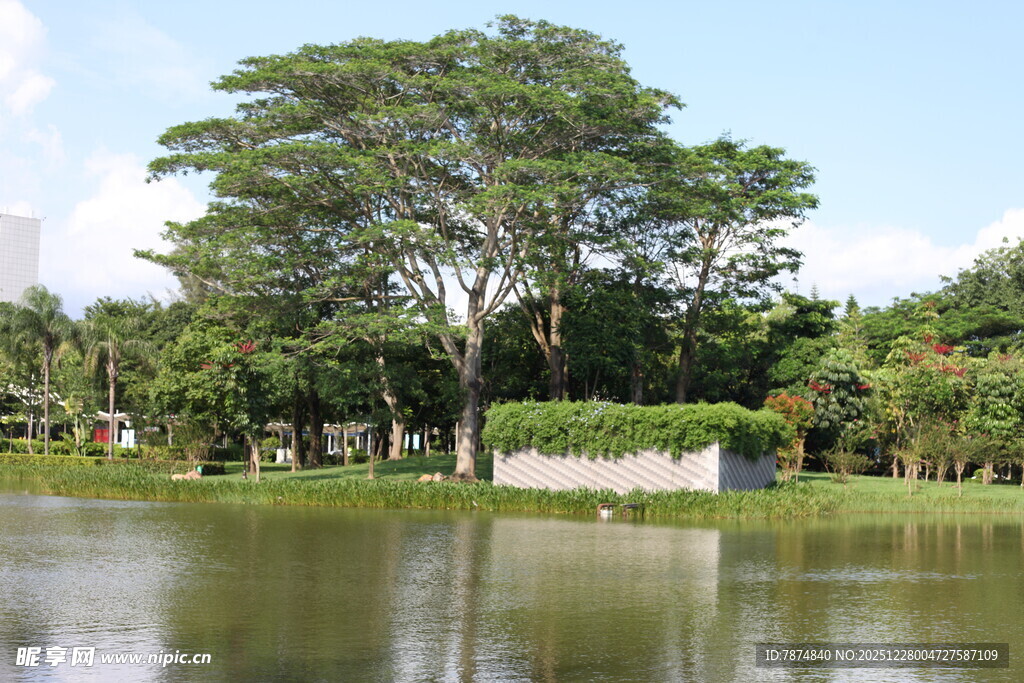 湖畔大树风景如画