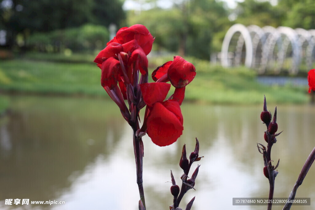 湖畔红美人蕉绽放