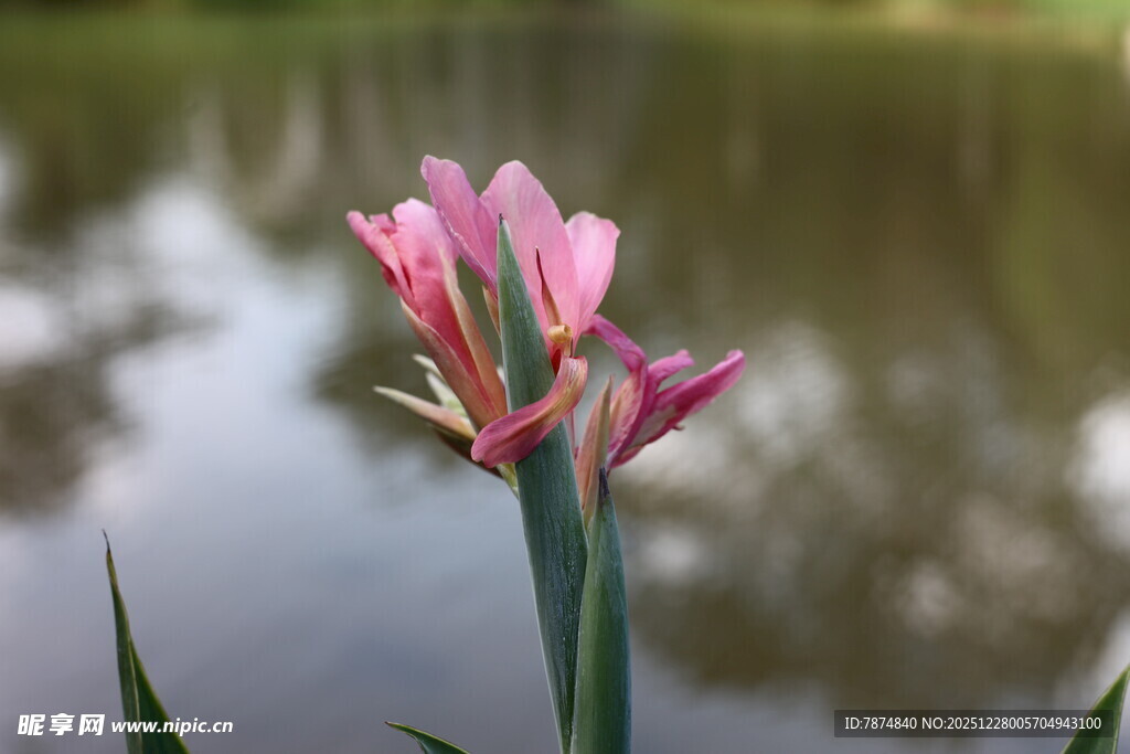 水边绽放的粉色美丽花朵