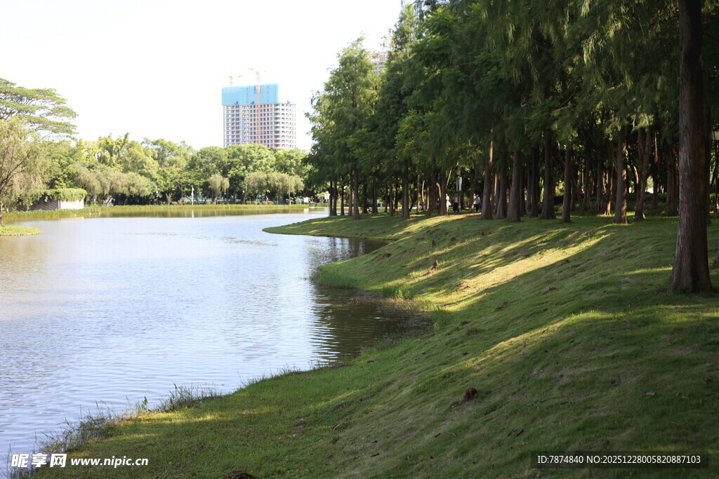 湖畔绿树成荫的美丽风光