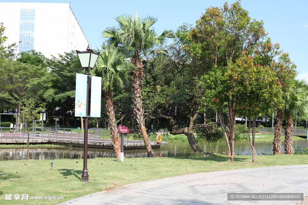 公园中的绿树与开阔道路