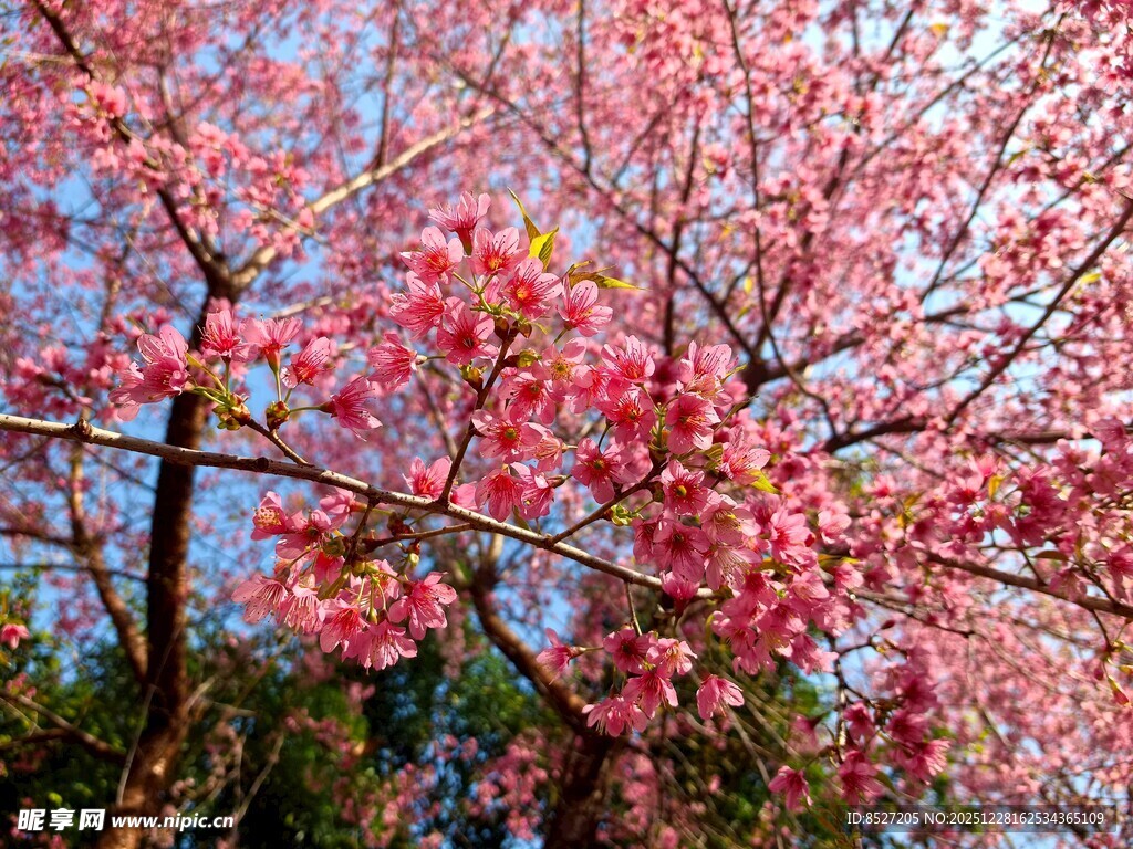 烂漫樱花树