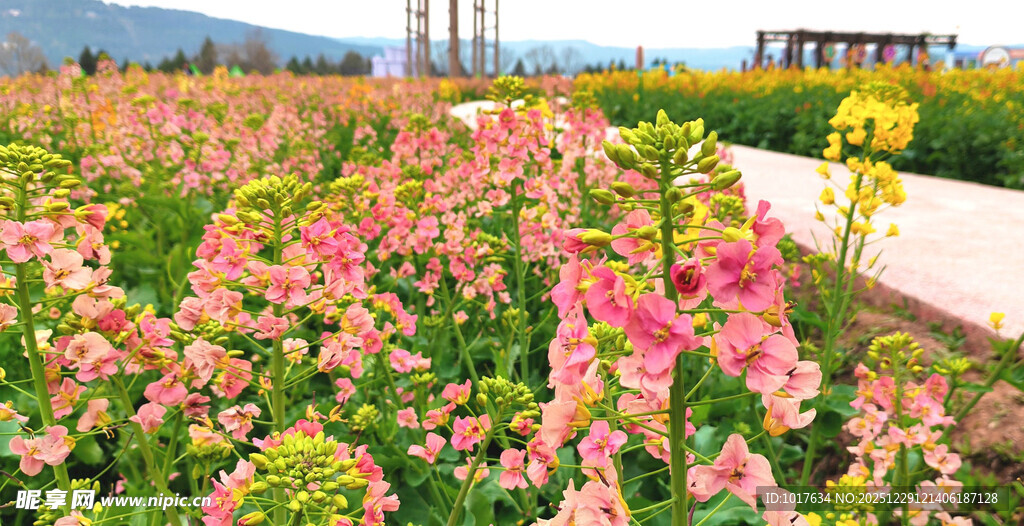 七彩油菜花 