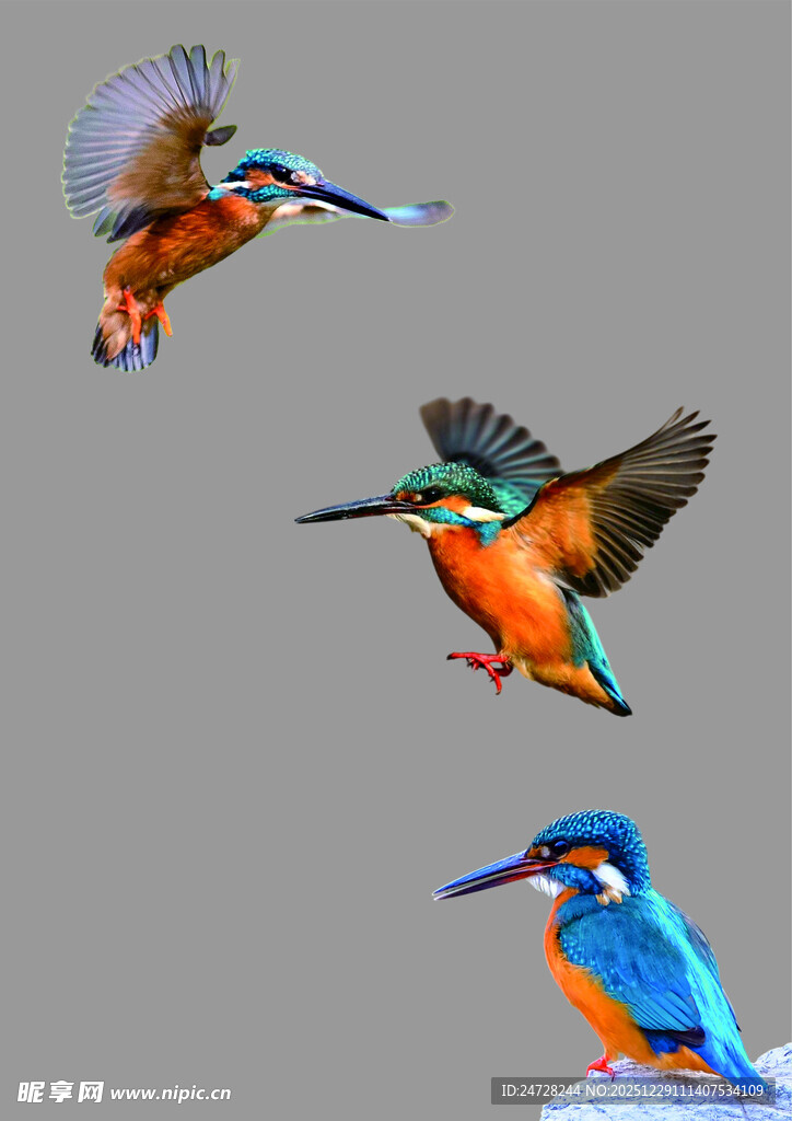 多彩翠鸟展翅瞬间