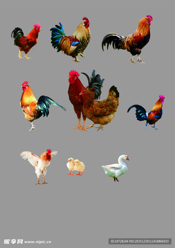 多样鸡类展示