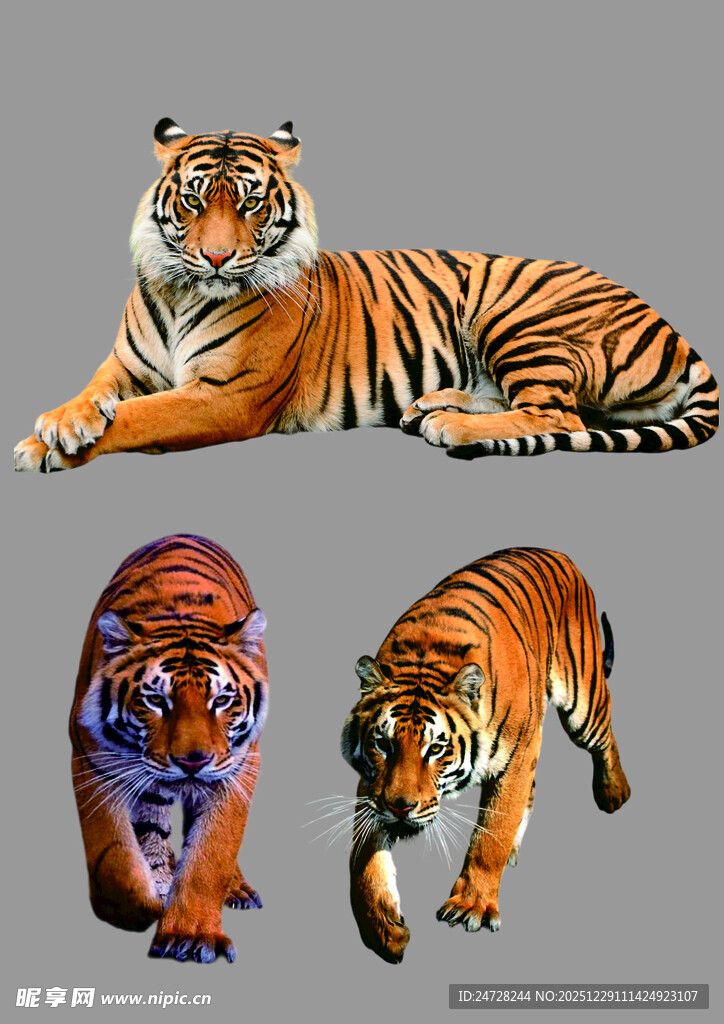 三只姿态各异的老虎