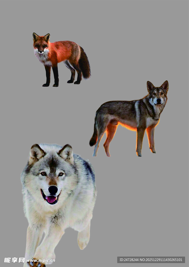 三只野生动物展示图