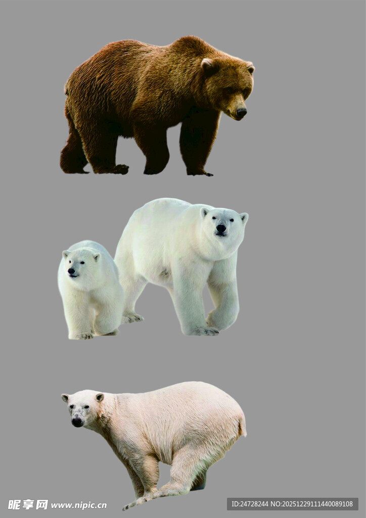 多种熊类动物展示