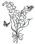 铃兰花束与蝴蝶插画