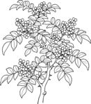 手绘花椒树植物线稿图