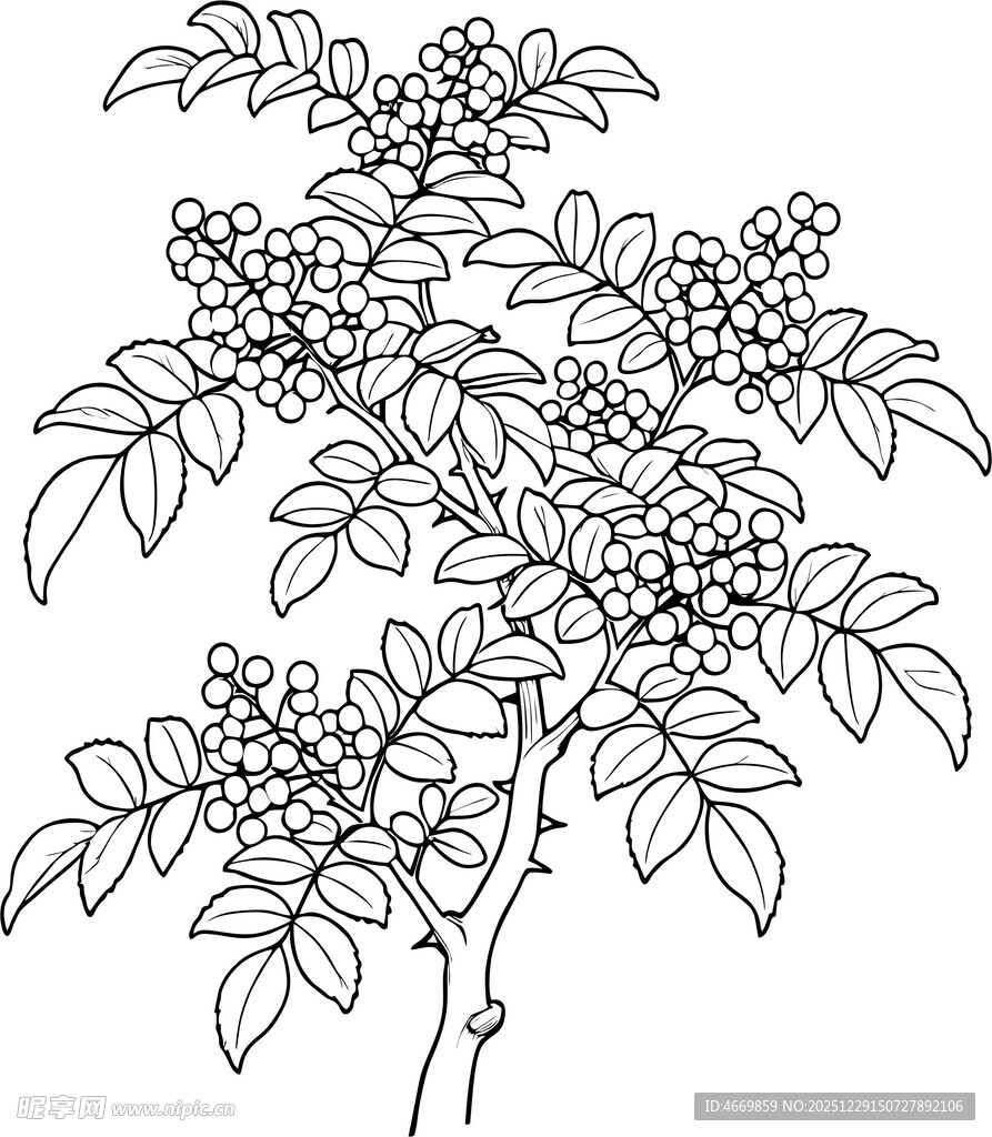 手绘花椒树植物线稿图