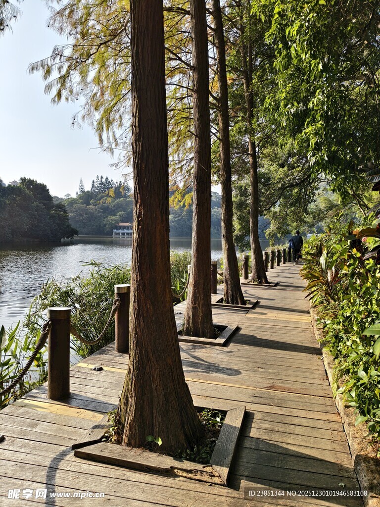 河畔木栈道旁的挺拔树木