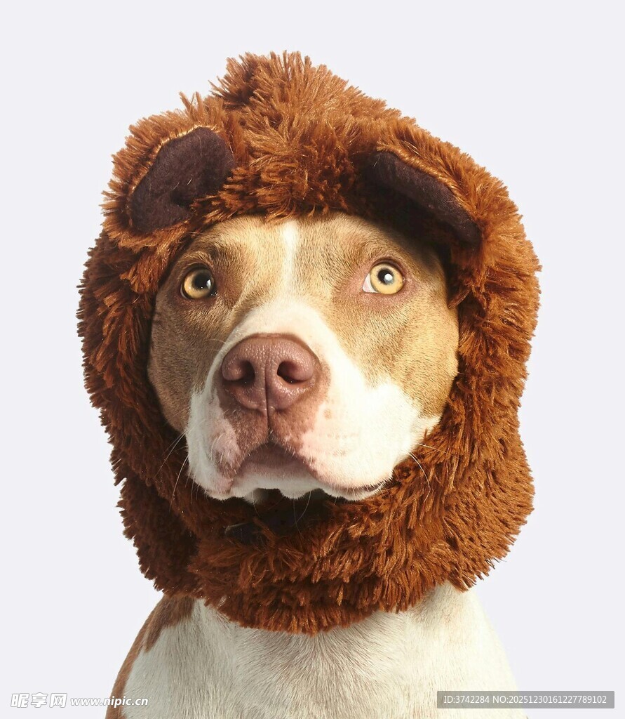 戴狮子头套的可爱狗狗