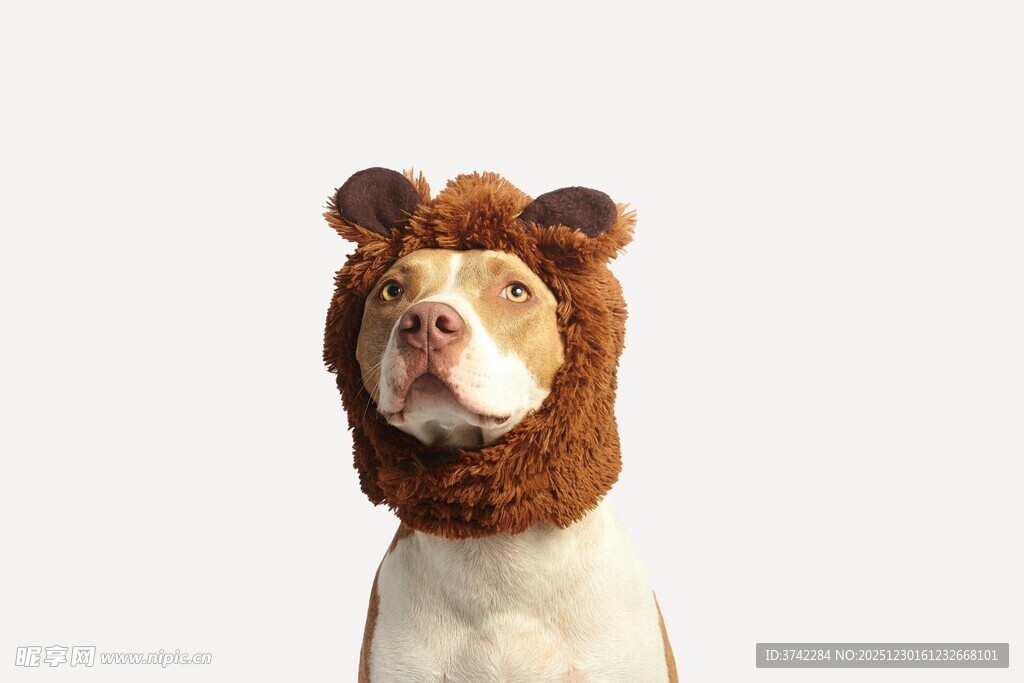 戴熊头套的可爱狗狗