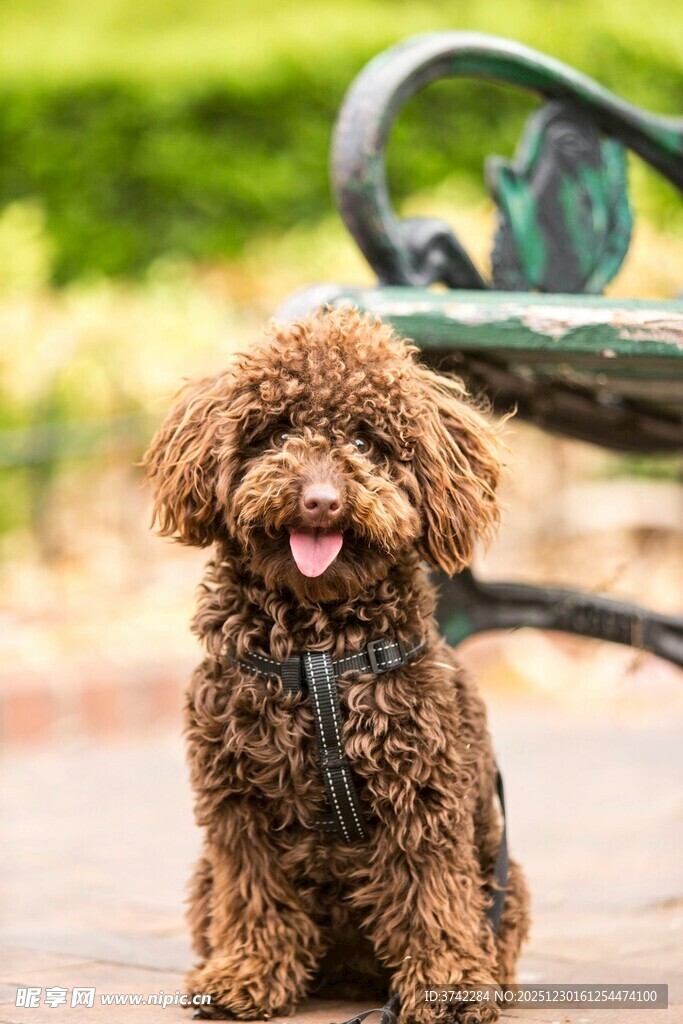 可爱棕色小狗坐于长椅旁