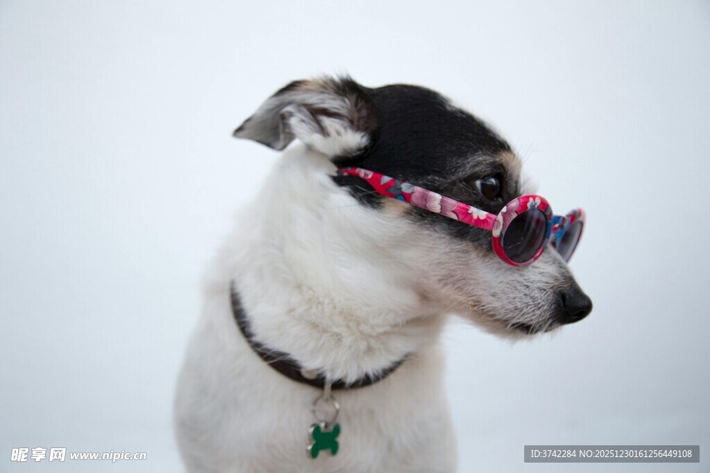 戴墨镜的时尚小狗