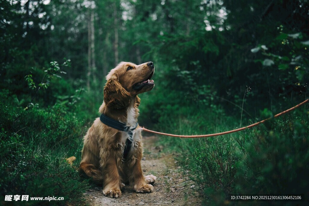 林间拴绳的可爱棕色狗狗