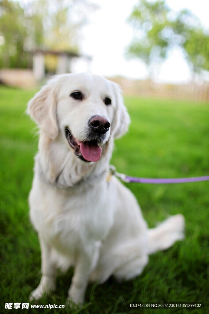 可爱白犬户外开心模样