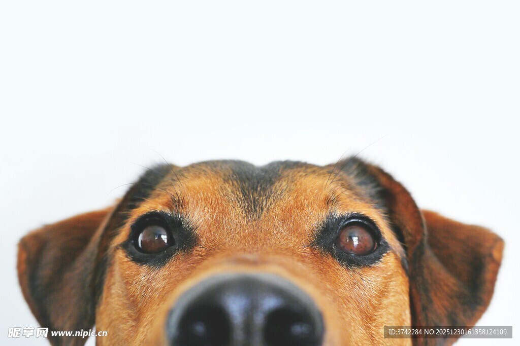 可爱狗狗特写
