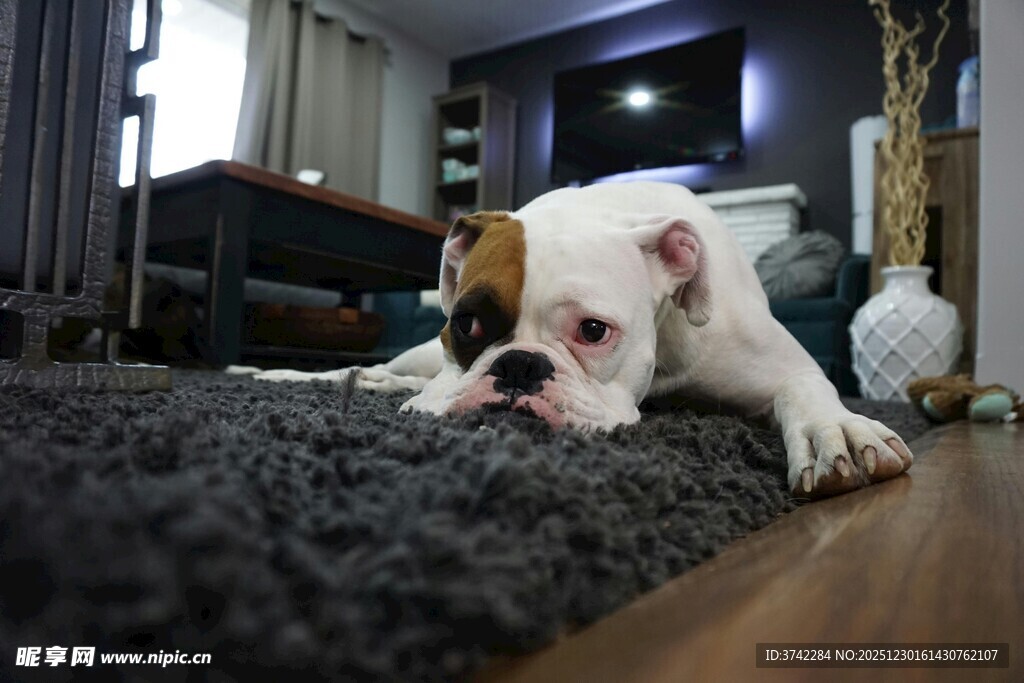 趴着休息的可爱白色狗狗