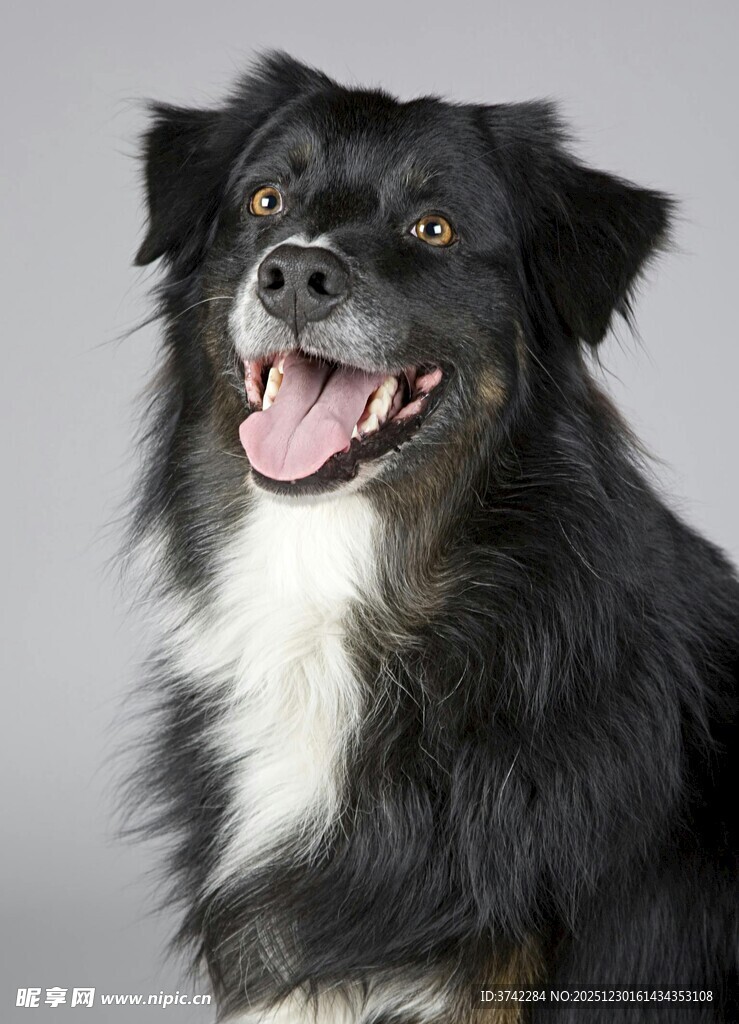 可爱长毛犬张嘴露笑