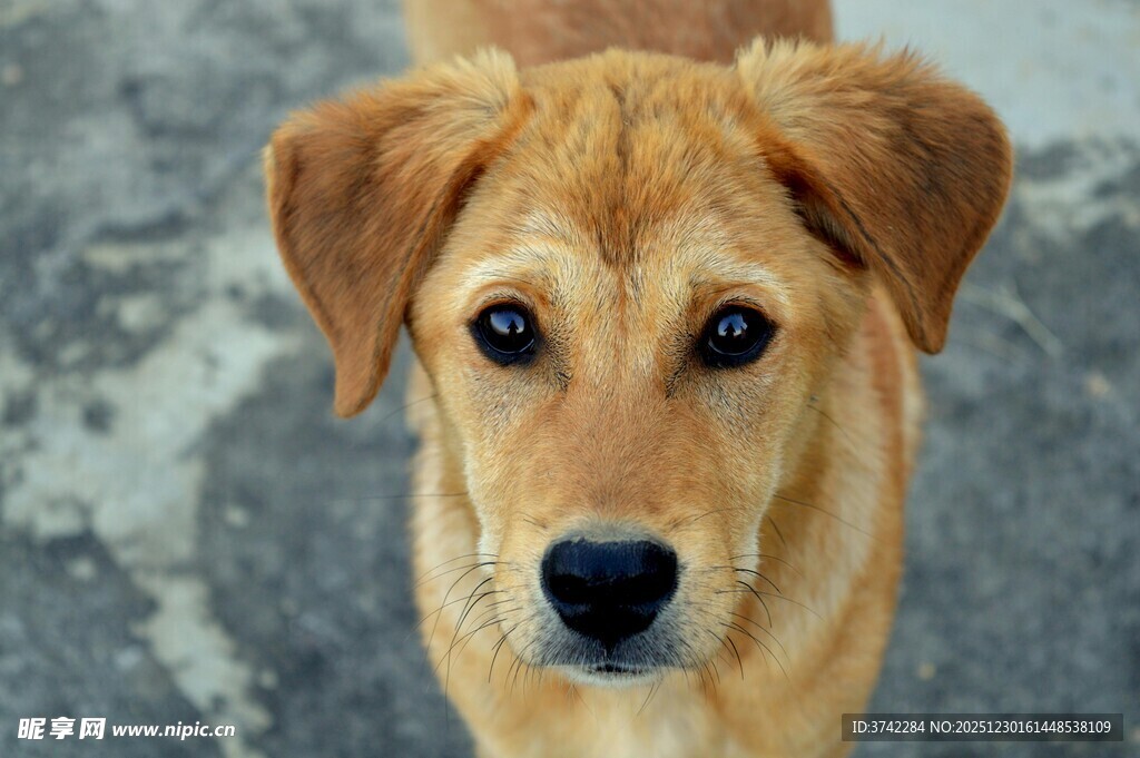 可爱棕色小狗正面特写