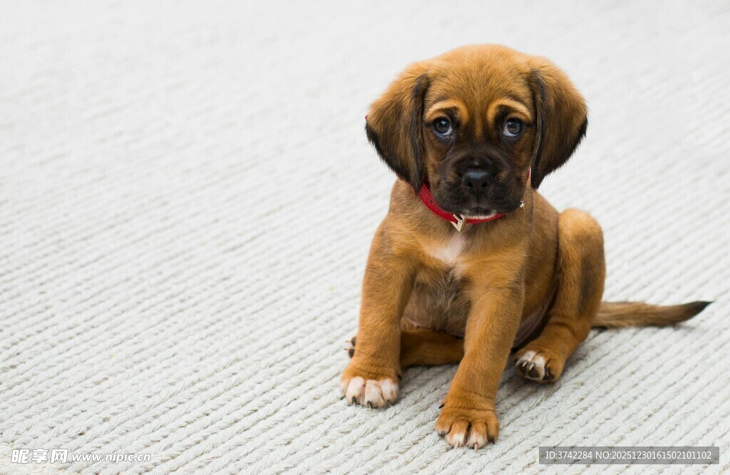 可爱小狗端坐地毯上