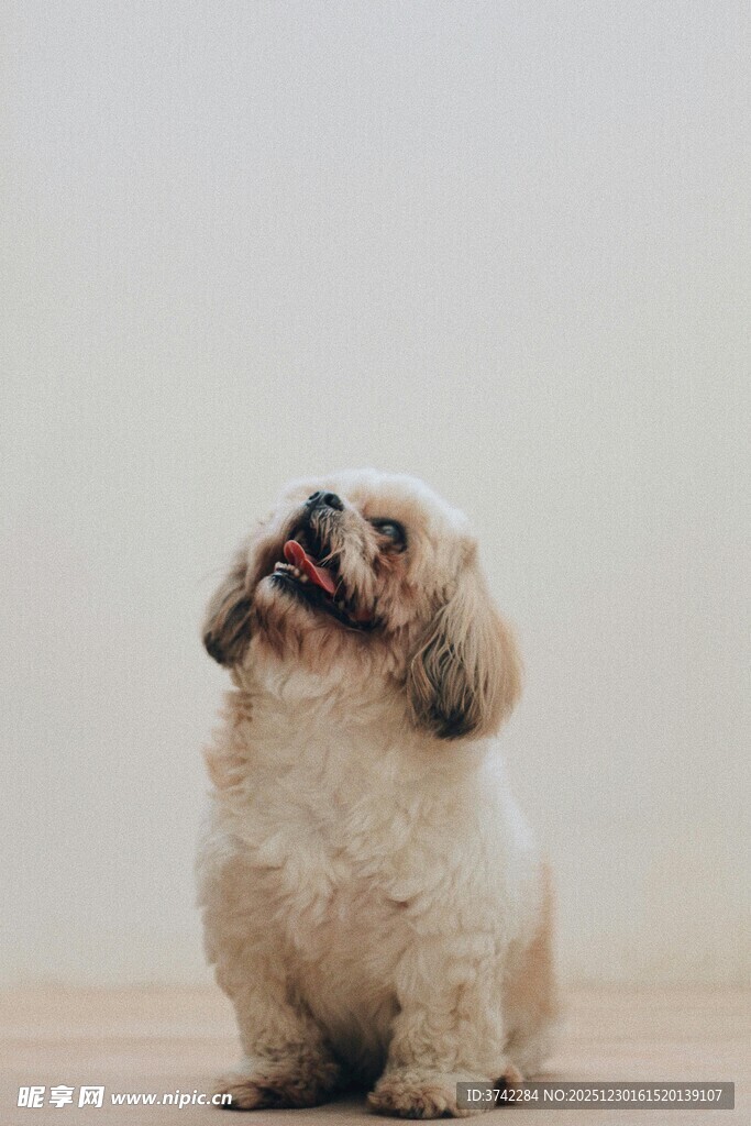 可爱小狗仰头望