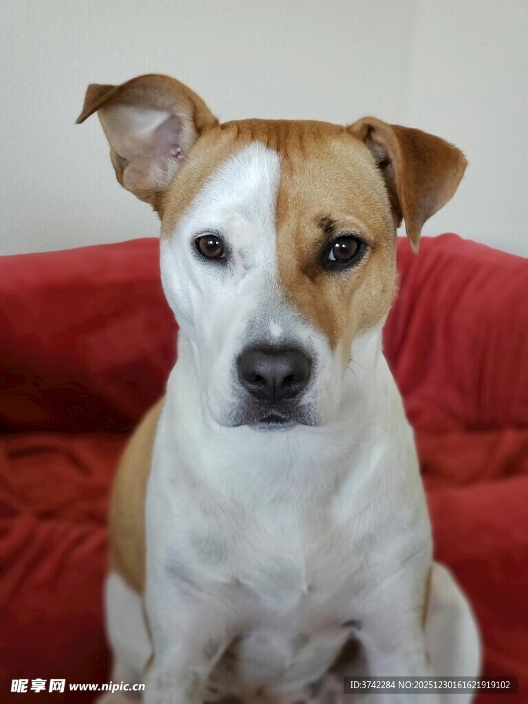 可爱小狗端坐红沙发