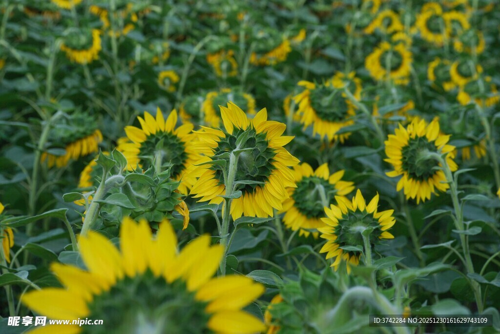 向日葵花海绽放的美丽